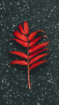 Red leaf