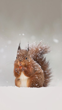 The wonderful use of a squirrels tail