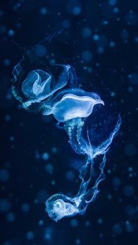 Eternal beauty 81