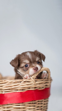 Chihuahua puppy Brown In the bamboo basket