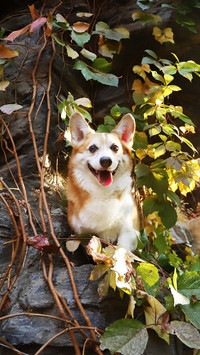 Precautions for dogs after exercise
