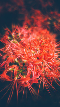 彼岸花5