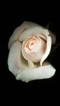 Flowers and Plants (18)