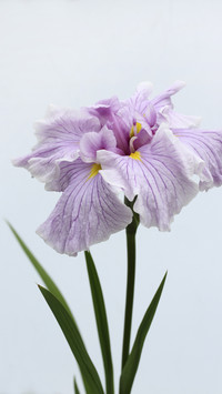 Flowers often appear in poets works 90