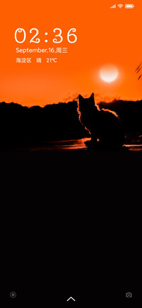 黄昏下的猫