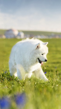 Dogs also have social phobia 89