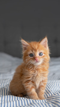 Tiny Fluffy Buff Kitten Sitting on Striped Blanket