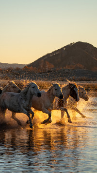 Horses trample on water splashes