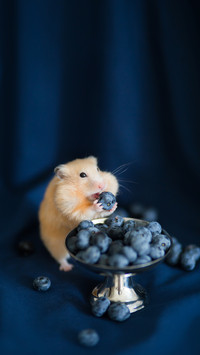 Golden Funny Hamster Eating Berry