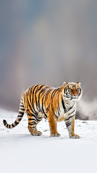 Siberian tiger walks in a snowy meadow in hard frost
