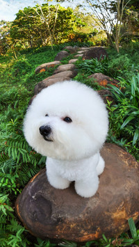 Dog cold knowledge 8