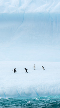 Four Penguins Walking by Ice Wall