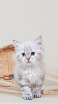 A Siberian Cat Sits Looking at the Camera