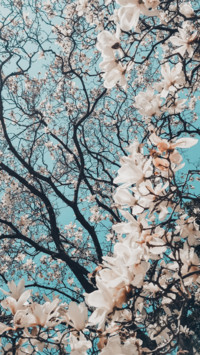 Spring (6)