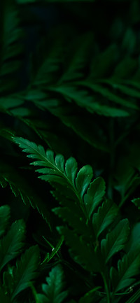 治愈植物壁纸-锐景创意