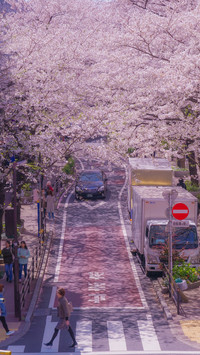 Cherry blossoms in splendor