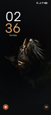 Gray Cat
