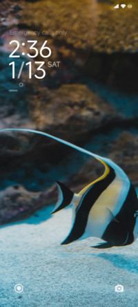 ZEBRAFISH_V15