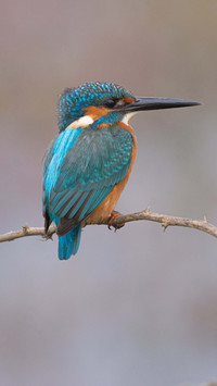 Bird by Rivu Gayen