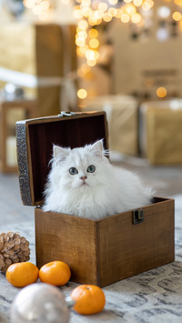 感恩节猫咪大作战