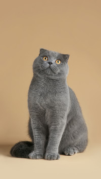 Cats call service