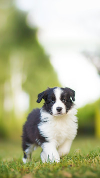Young Border Collie Running and Playing in the Garden