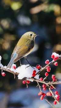 Red tailed bluebird climbing branches