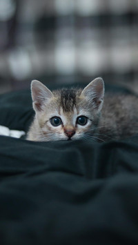 猫为什么喜欢追尾巴？