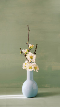 Fresh white blooming spring flowers in vase