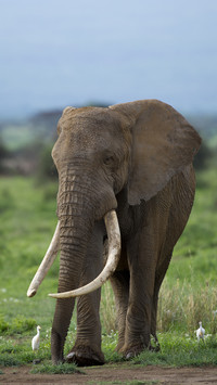 African elephant