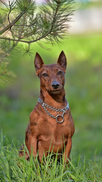 Dog148