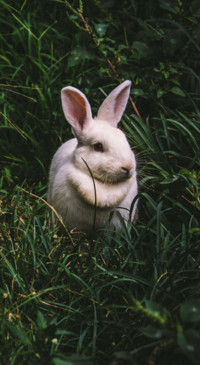 Easter