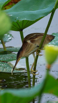 Huang wei  catching fish