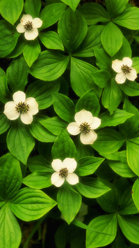 International-Bunchberry Plants