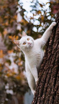 The little cat climbing trees