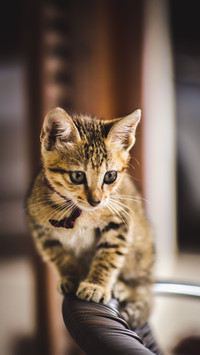可人清新小猫咪-锐景创意