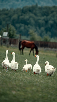 Green geese by the wooden fence