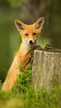 Think youre a Wang fox 79
