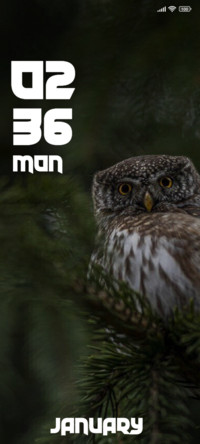 Owl