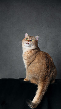 猫咪也能看面相？