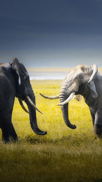 An african elephant that never backs down