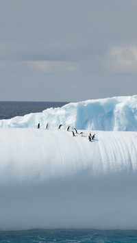 Iceberg with penguins