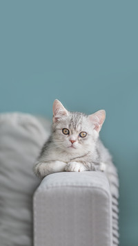Gray Tabby Cat Lies on the Back of the Sofa