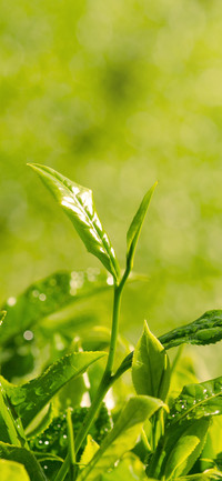 生机勃勃植物壁纸 -锐景创意