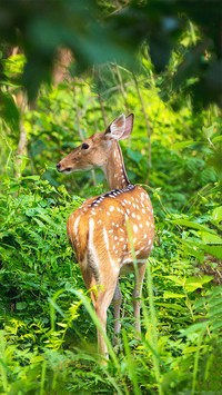 Cute animals-0