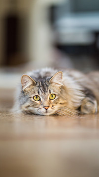 Misunderstood cat action 40