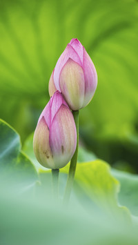 Beautiful Lotus