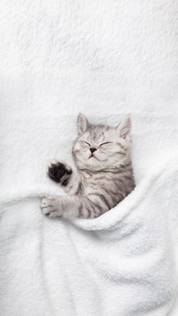 A Cute Scottish Kitten Sleeps on a White Blanket
