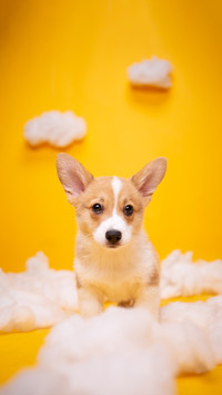 What is the appropriate water temperature for a dogs bath