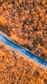 Why do leaves turn yellow